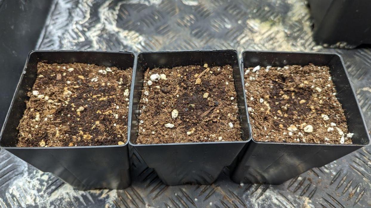 cherry garseeya. Week 0