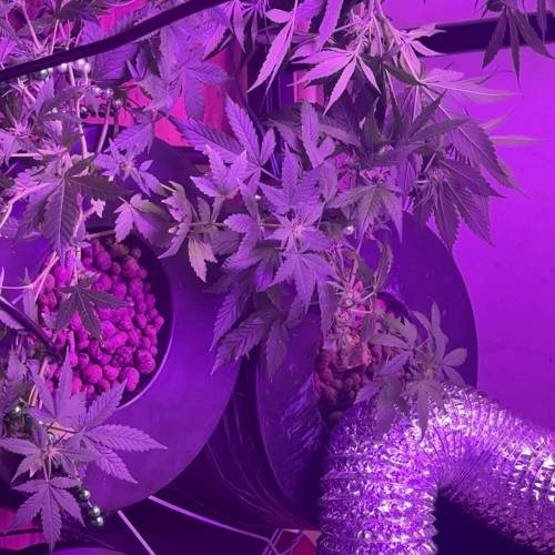 Cannazon Farms