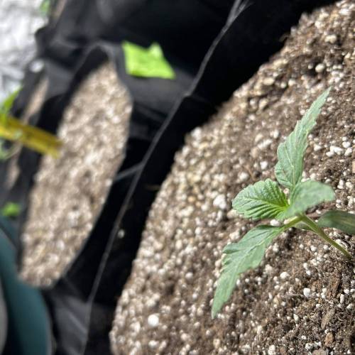 In-House Genetics Run #1. Week 2 - Oreo kings have not been disappointing ok2 is 3 inches and has been topped yeste