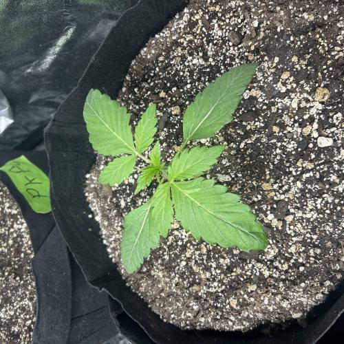 In-House Genetics Run #1. Week 3