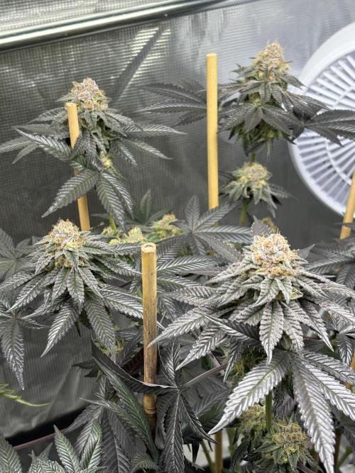 Chomsky. Week 8 - Pianta bellissima ma poco prodotto 