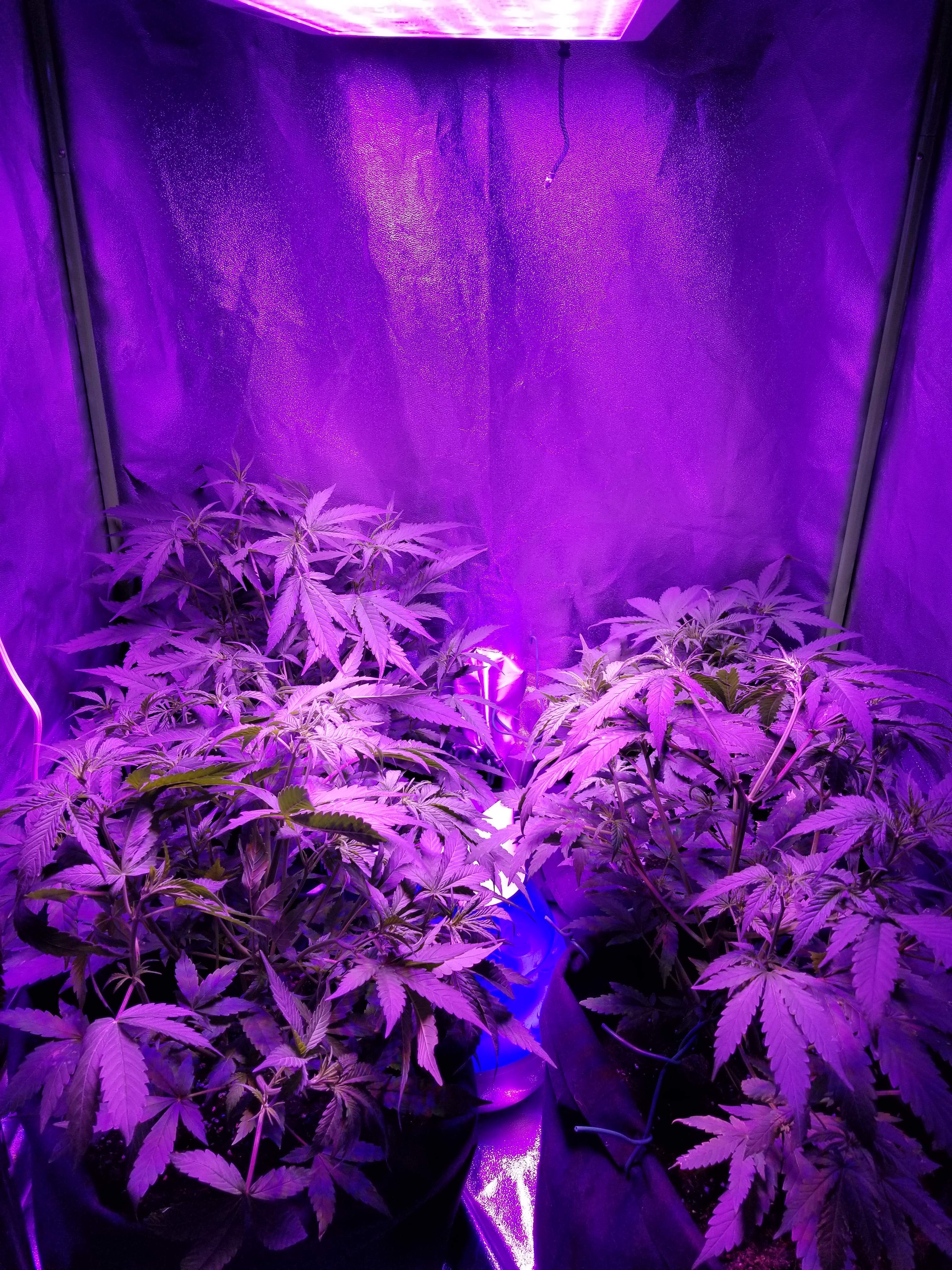 Blueberry 2 grow diary (journal) week6 by 0highguy GrowDiaries
