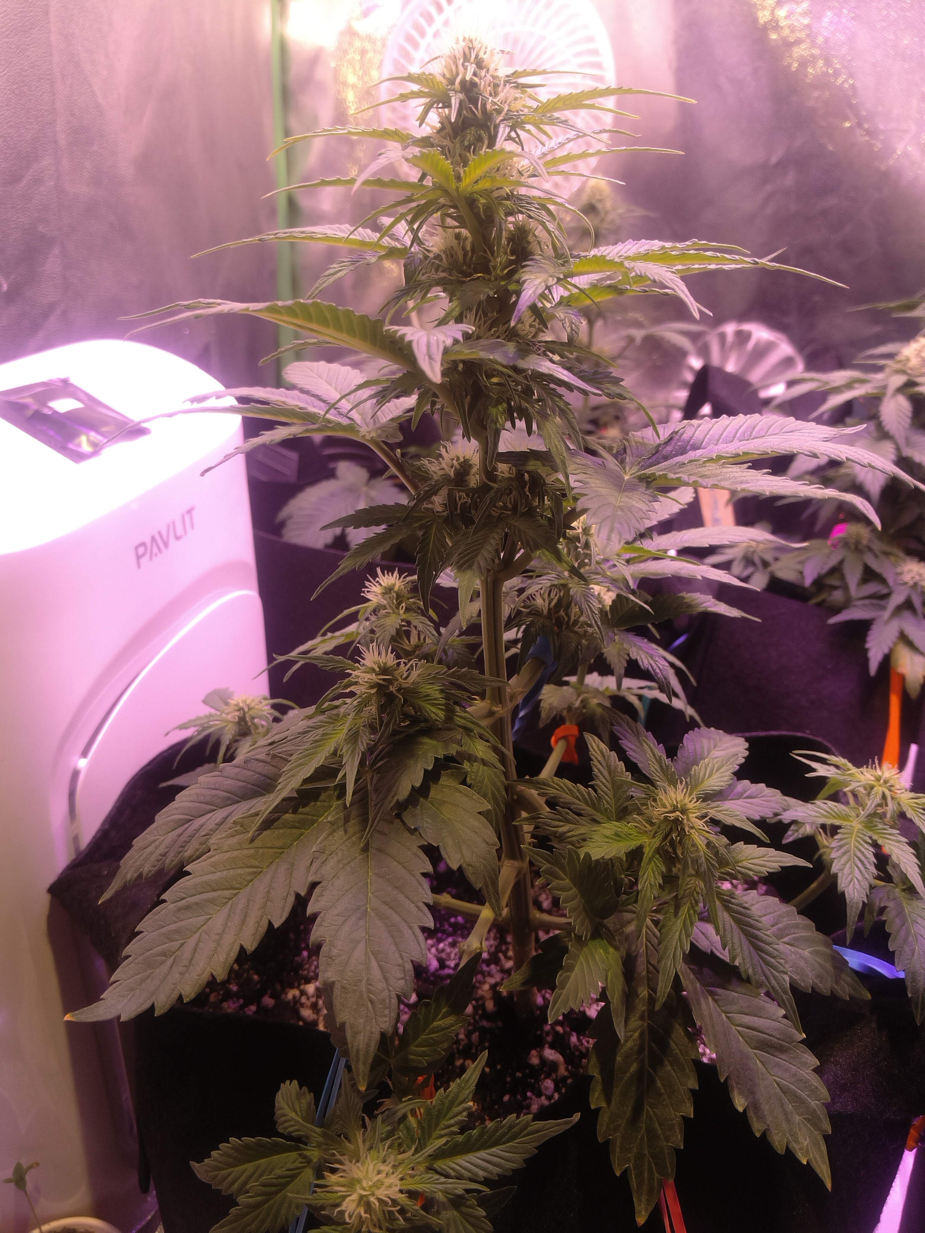 Fast Buds Cream Cookies Auto 6 grow diary (journal) week8 by