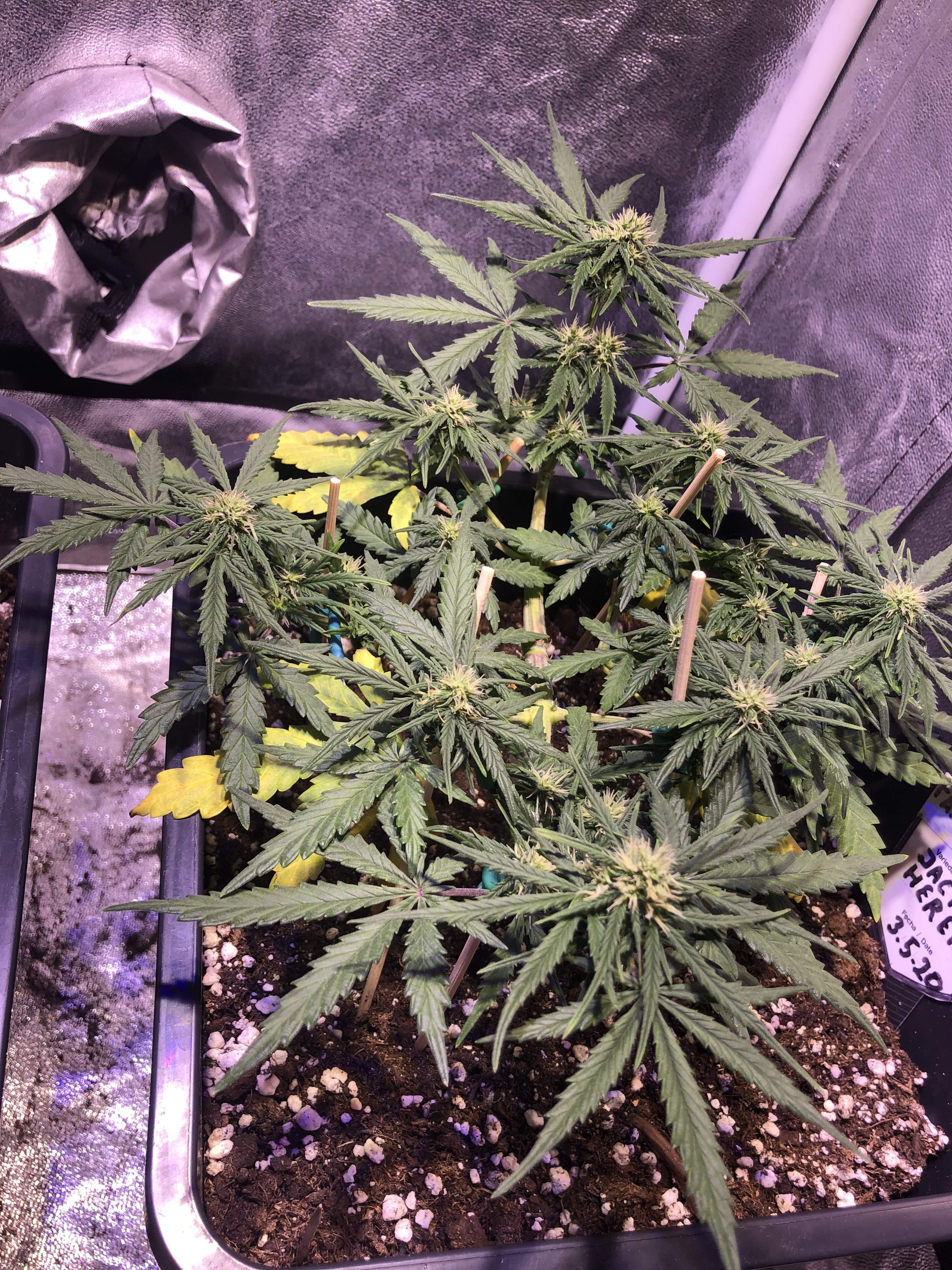 FastBuds Jack Herer Auto grow journal week5 by Vincent11 GrowDiaries
