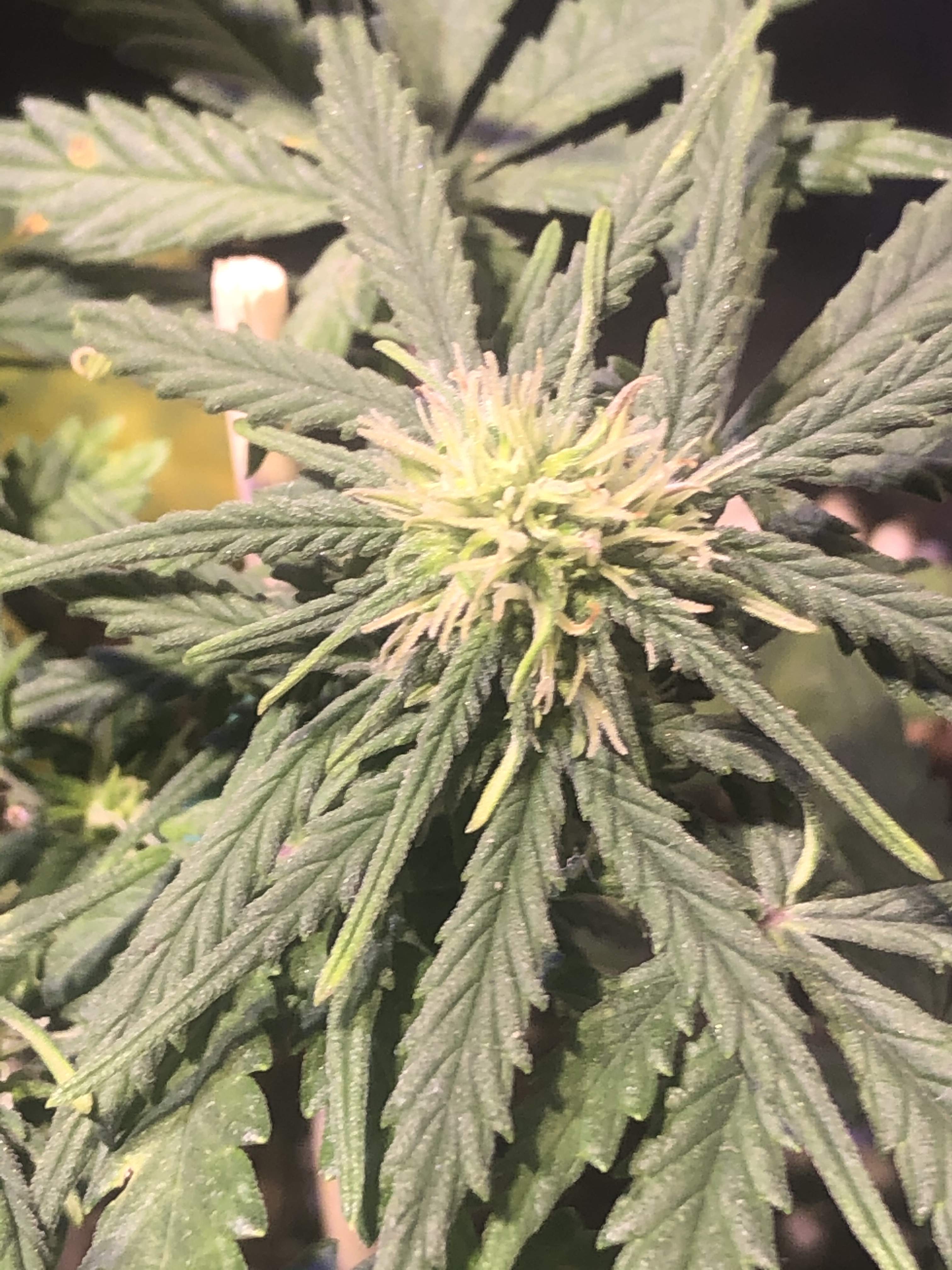 Fast Buds Jack Herer Auto grow diary (journal) week5 by Vincent11