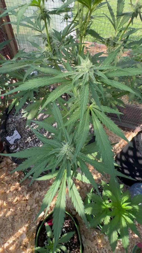 DosiDelirium/10gallon/out