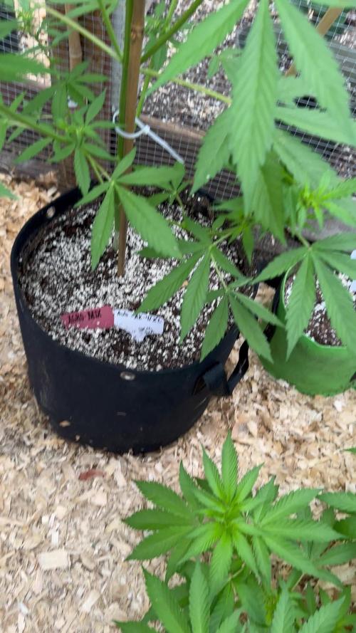 Auto Ak-47 XL