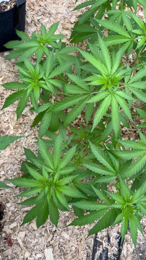 Délicieuse Cookies/out