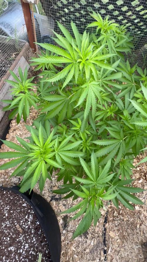 Délicieuse Cookies/out