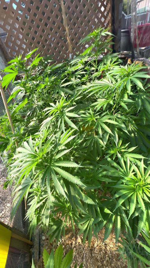 Délicieuse Cookies/out