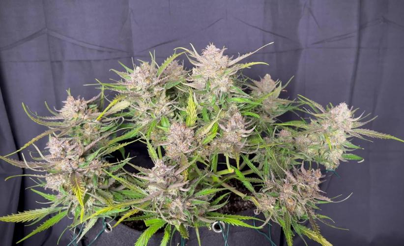 Auto Moon Rock
