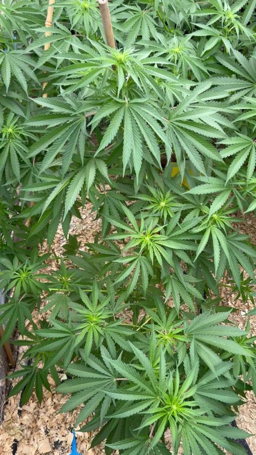 Délicieuse Cookies/out