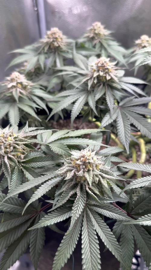 Délicieux biscuits 🍪