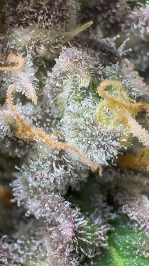 Auto Moon Rock