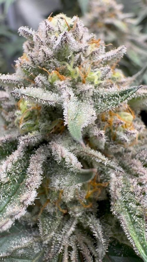 Délicieux biscuits 🍪