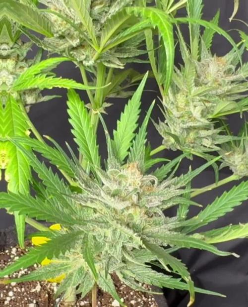 Moon Rock auto #2