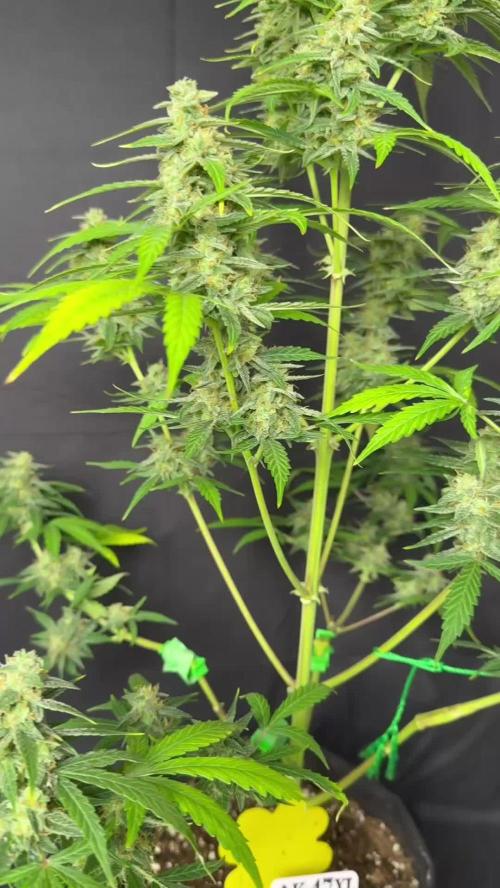 Ak-47 auto