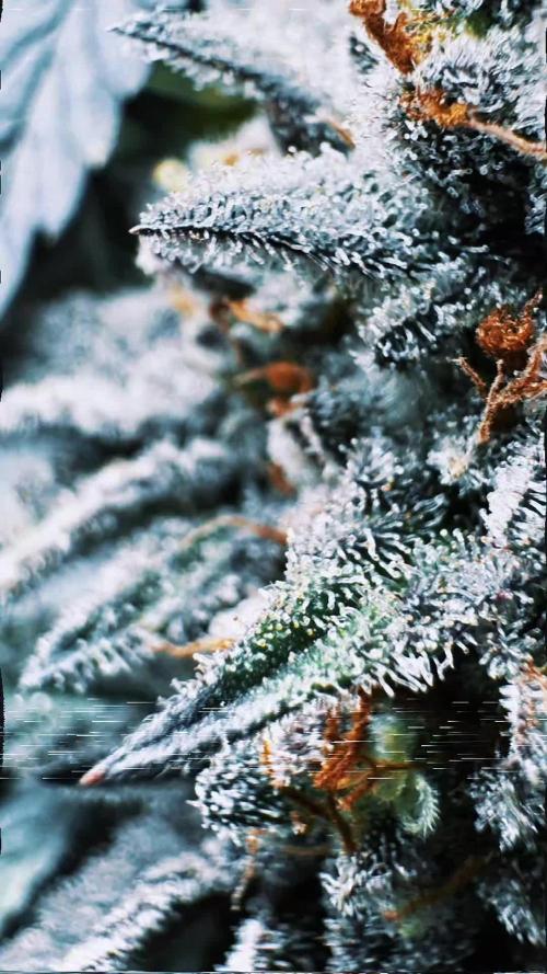 Délicieux biscuits 🍪