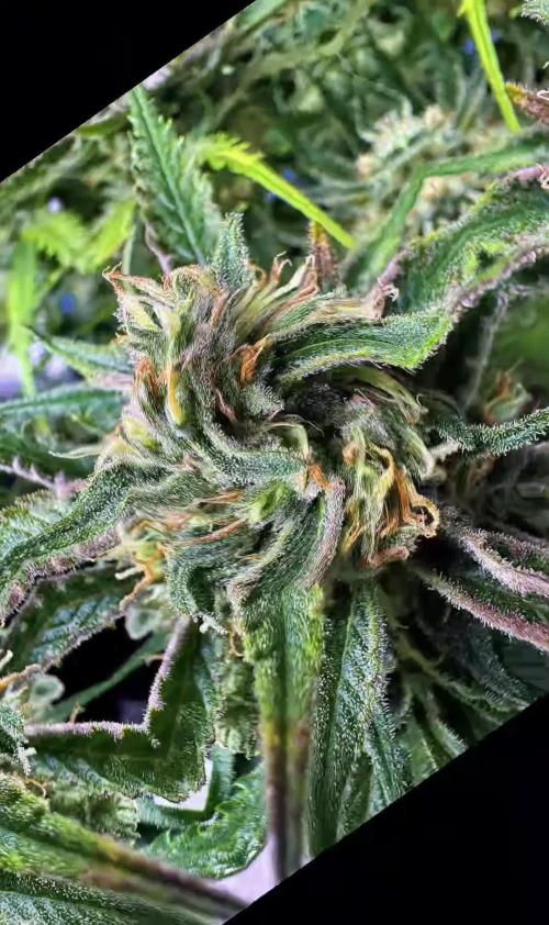 Auto Moon Rock