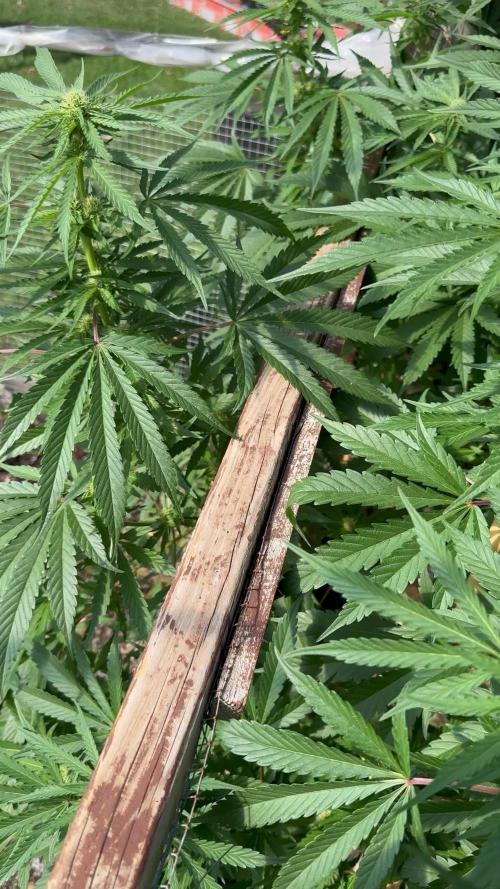 Délicieuse Cookies/out