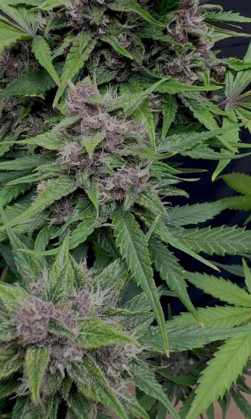 FrostBanger Auto