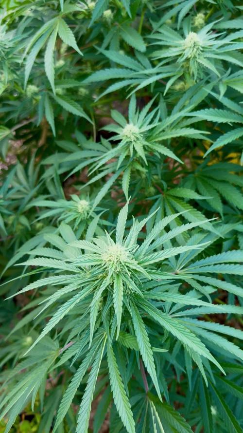 Délicieuse Cookies/out