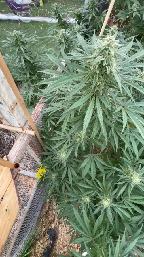 Délicieuse Cookies/out