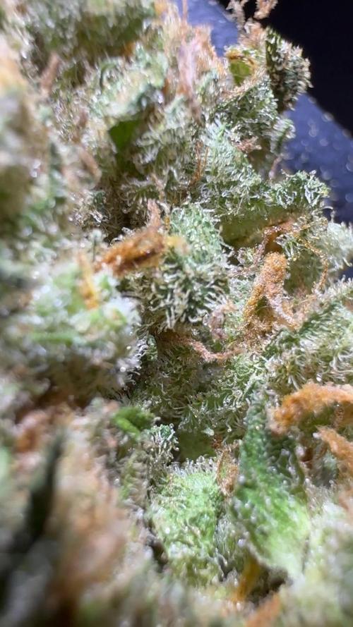 Forbbiden  Runtz auto