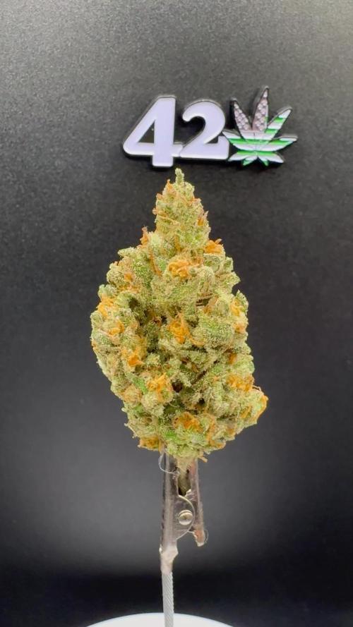 Forbbiden  Runtz auto