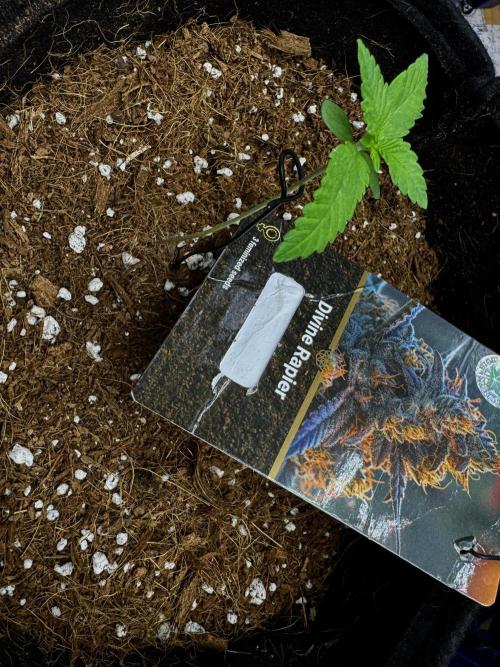 Divine Rapier. Week 2