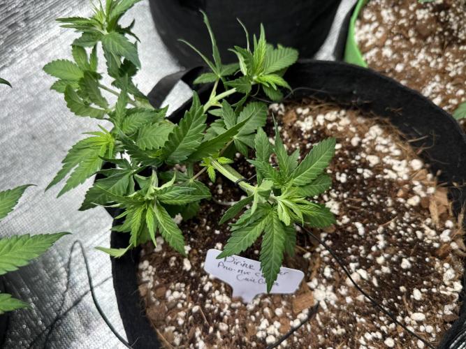 Divine Rapier. Week 4