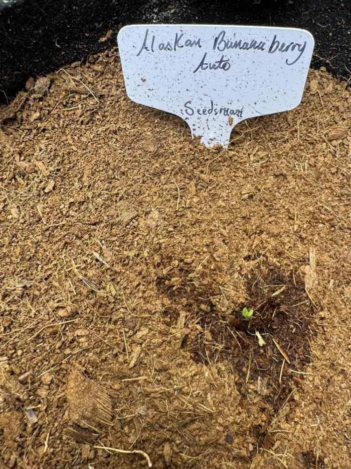 Alaskan bananaberry. Week 0