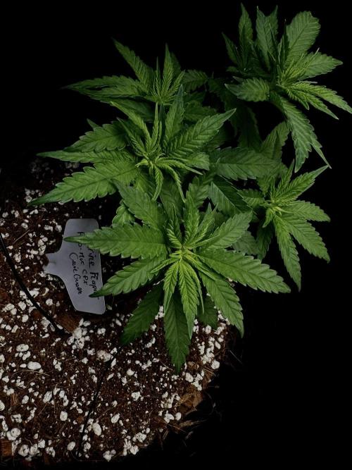 Divine Rapier. Week 5