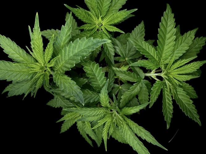 Divine Rapier. Week 5