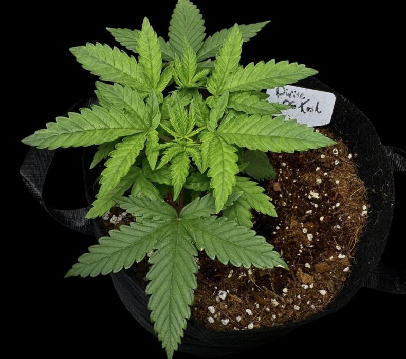 Divine Og Kush. Week 5