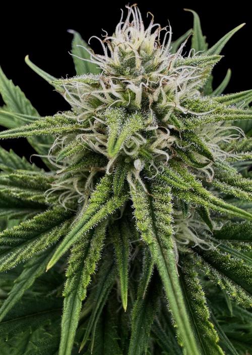 Pablo Escobar Auto. Week 9