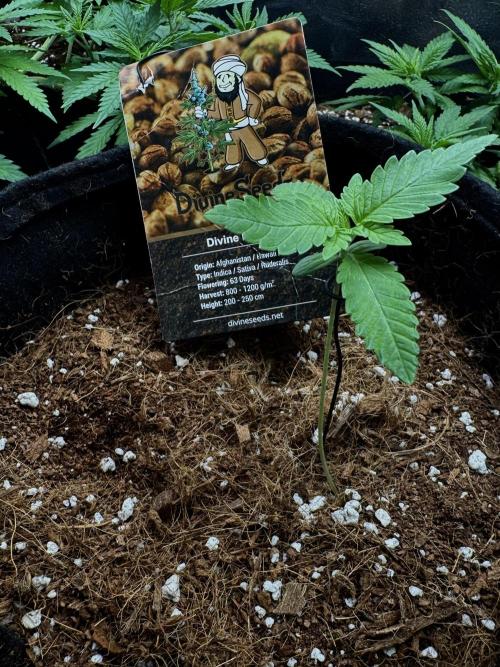 Divine Rapier. Week 2