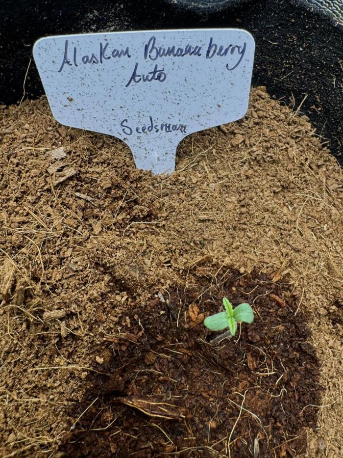 Alaskan bananaberry. Week 1