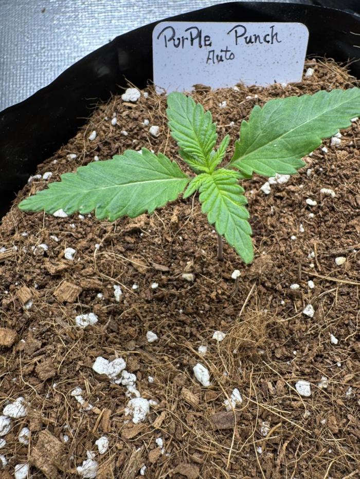 Purple Punch Auto 4. Week 2