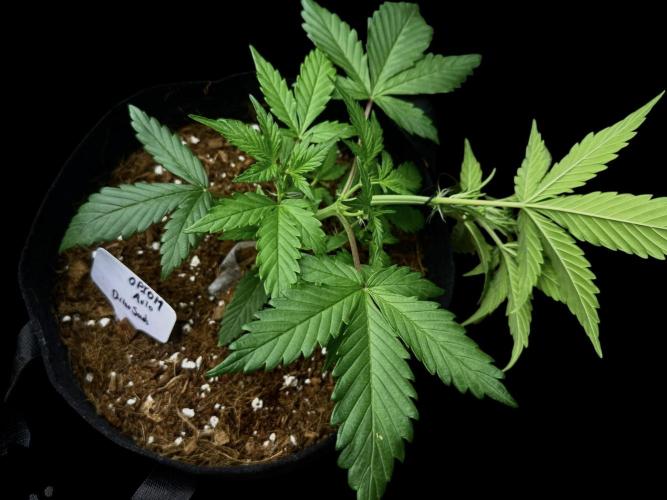 Opiom Auto #3. Week 4