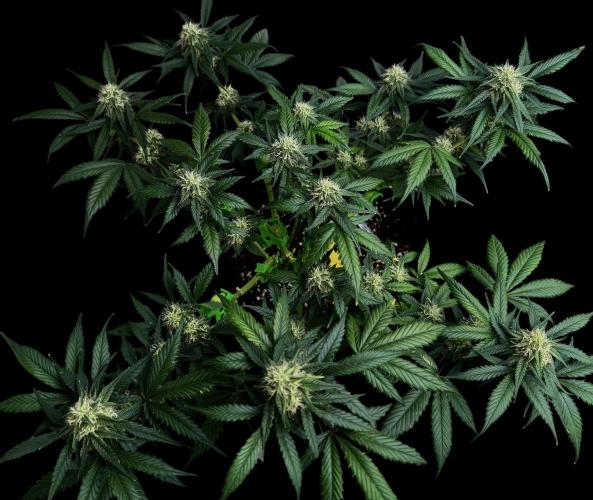 Auto Opiom #2. Week 8