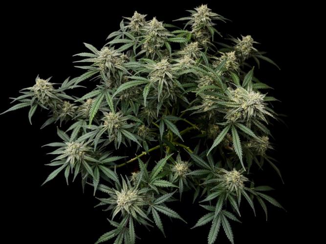 Cookies Apple Og F1 auto. Week 11