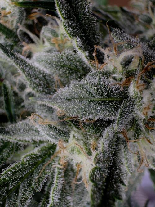 Cookies Apple Og F1 auto. Week 11