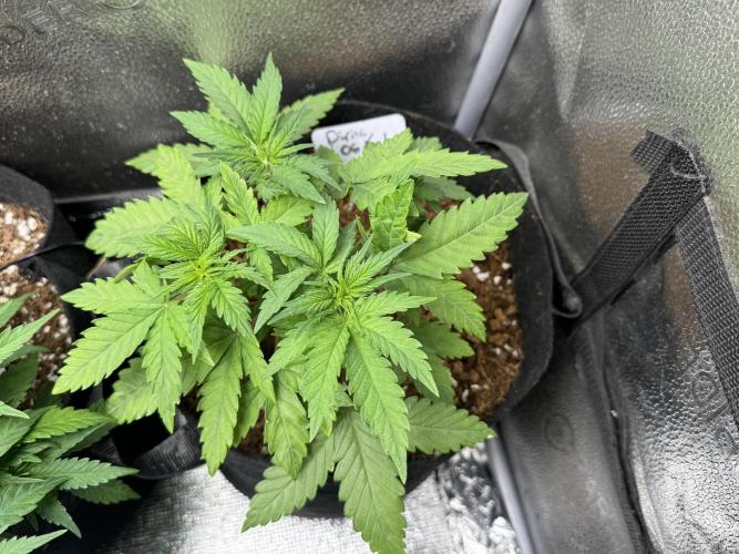 Divine Og Kush. Week 5