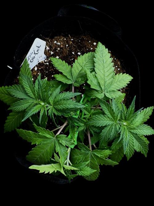 Divine Og Kush. Week 5