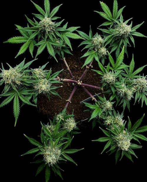 Divine Rapier Auto #3. Week 10