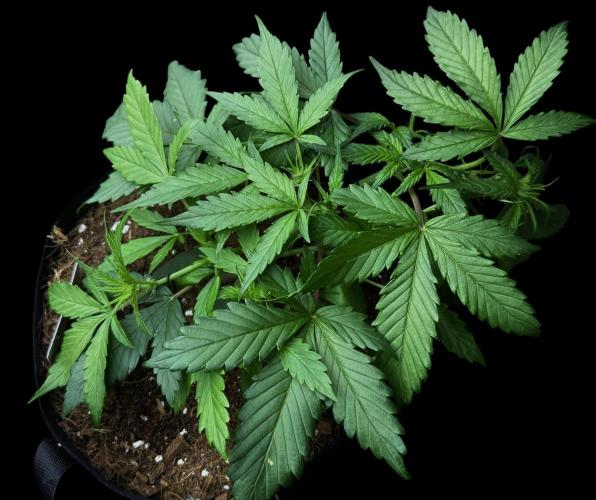 Opiom Auto #3. Week 4