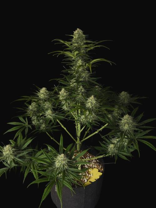 Pablo Escobar Auto. Week 10