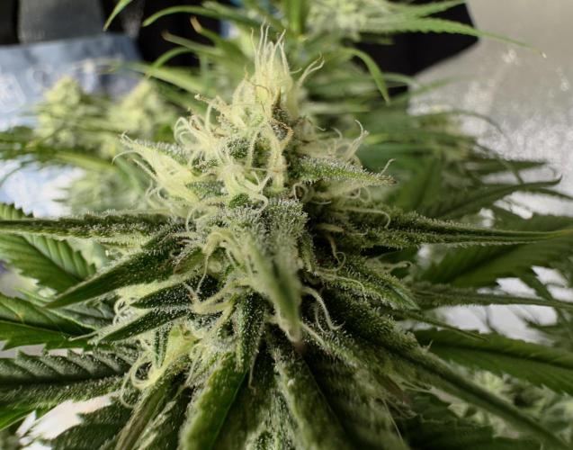 Pablo Escobar Auto. Week 10