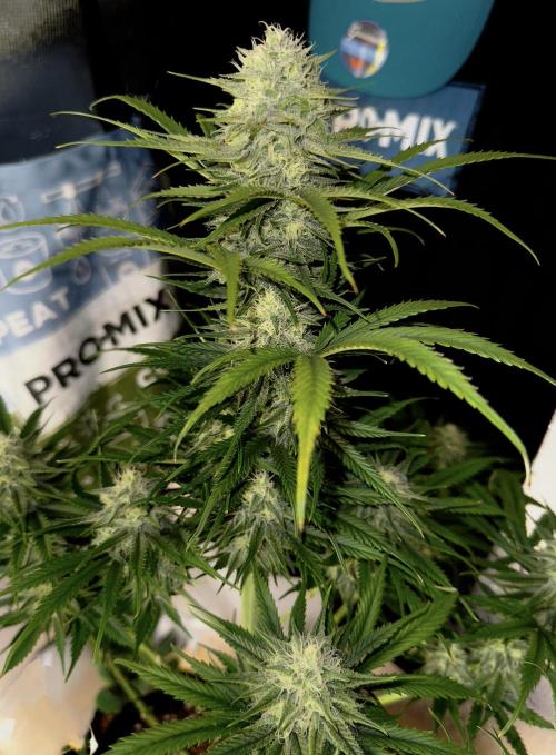 Pablo Escobar Auto. Week 10